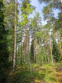 Metsätila: 5,843 ha; Vuorenhaka; 50-414-3-29, Eura, Haverintie. 1