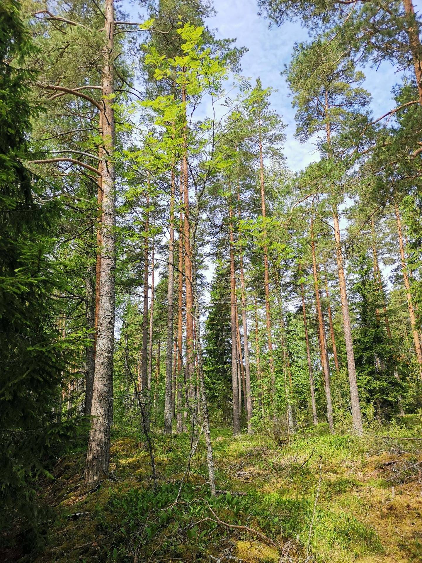 Metsätila: 5,843 ha; Vuorenhaka; 50-414-3-29, Eura, Haverintie. 1