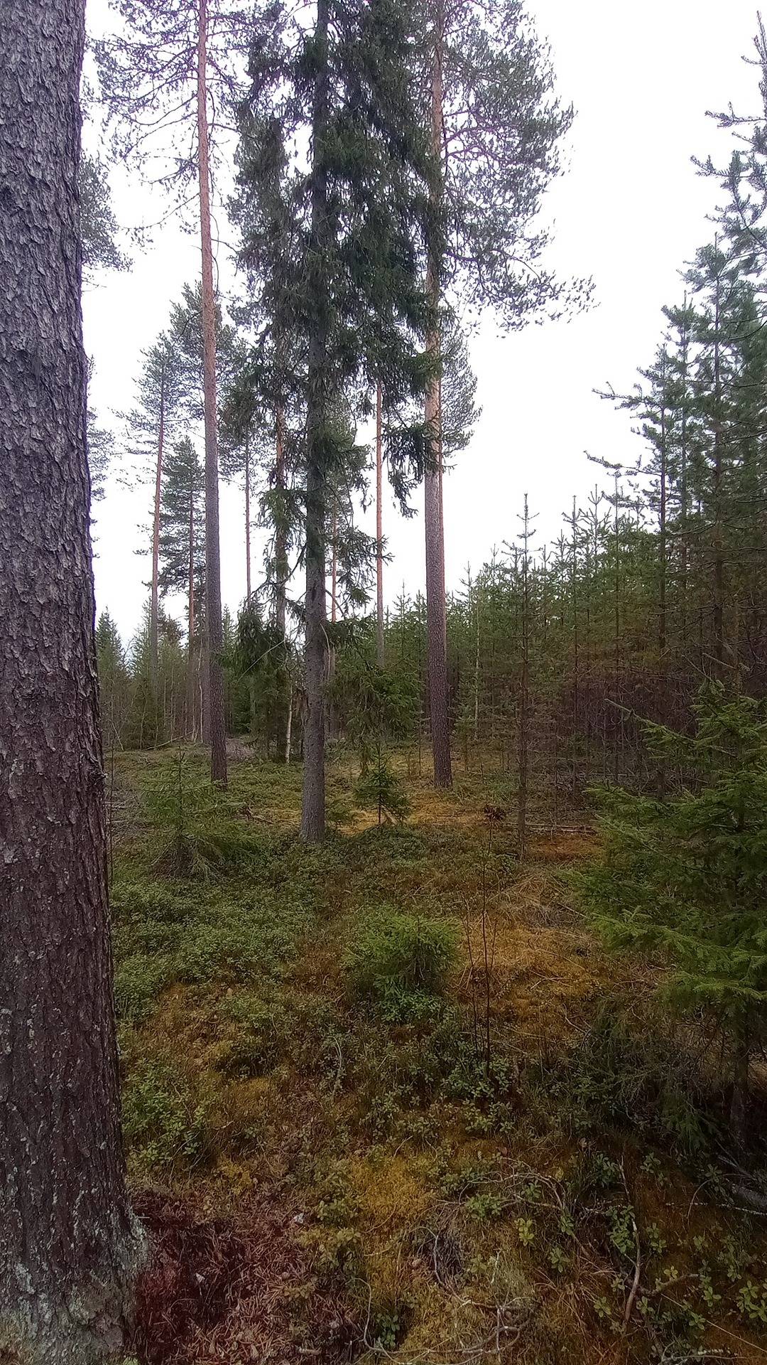 Kaiskari 698-403-8-58 määräala 1