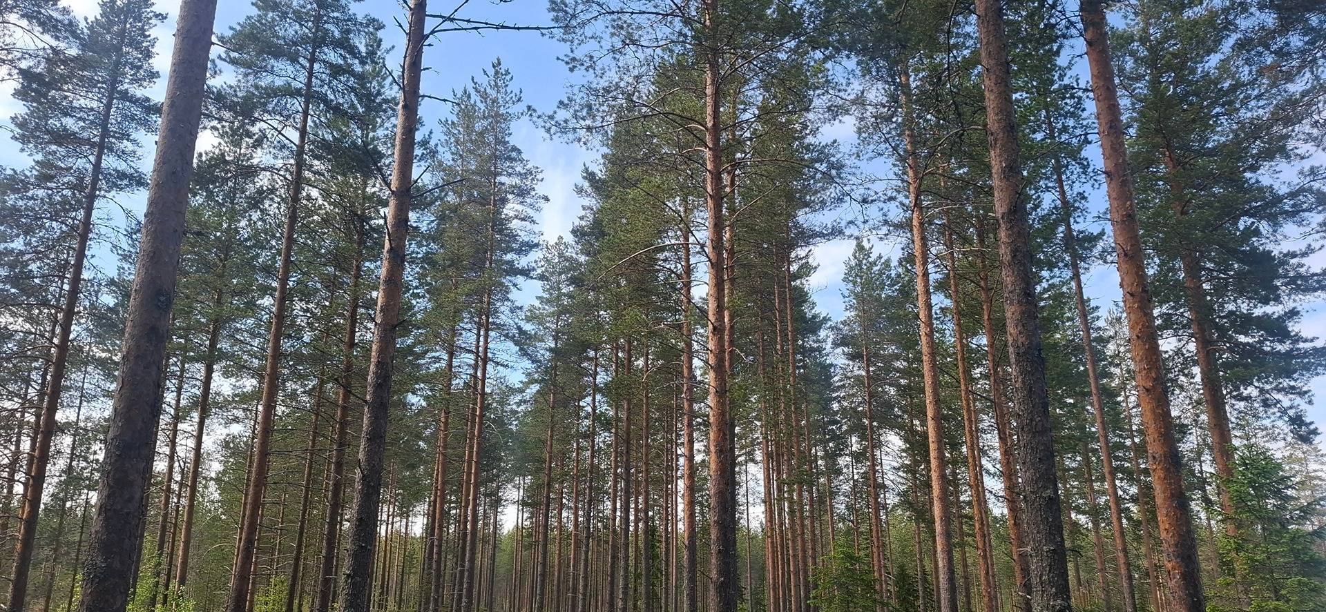 176-403-74-17 TYRMÄLÄ, Lonkaa 1