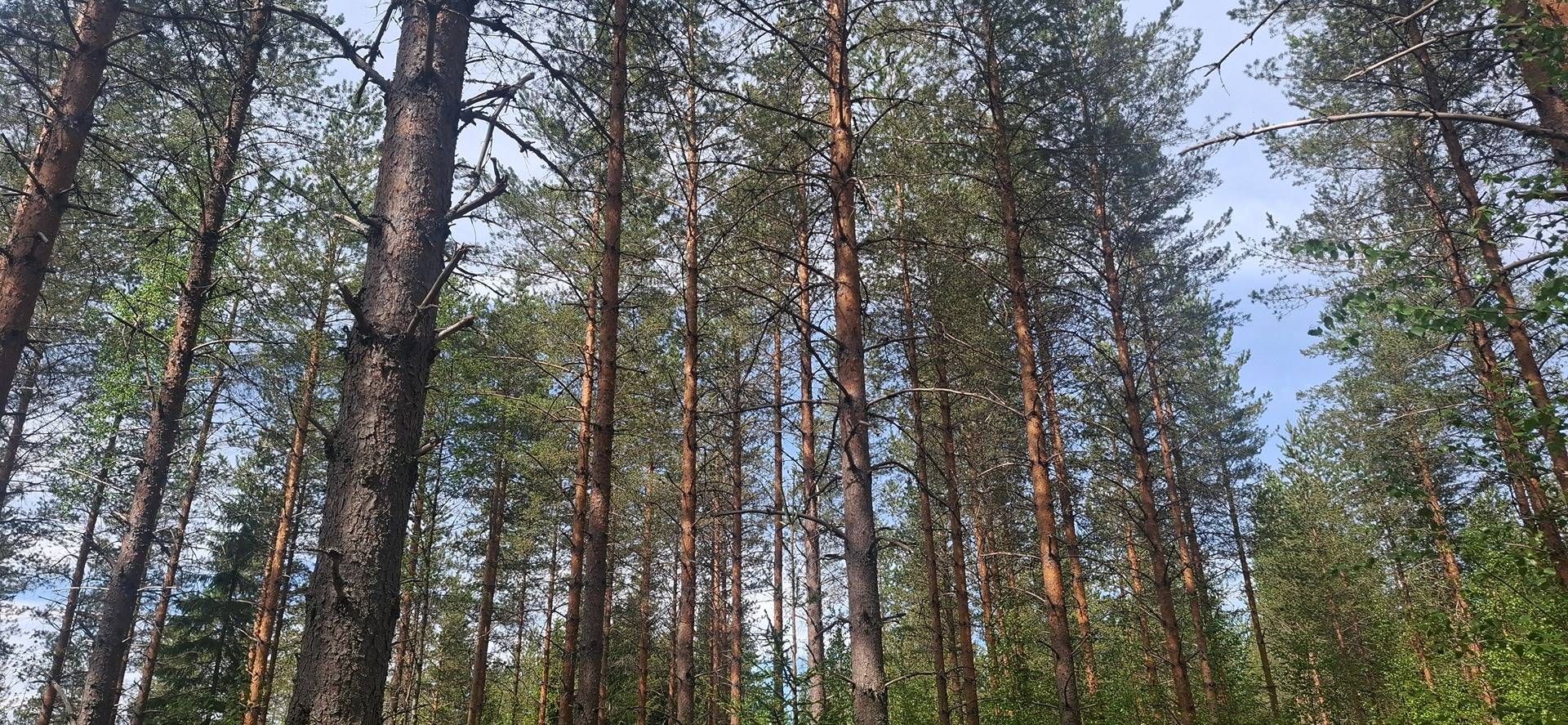 607-407-16-60 Jokisalo, Ruvaslahti 1