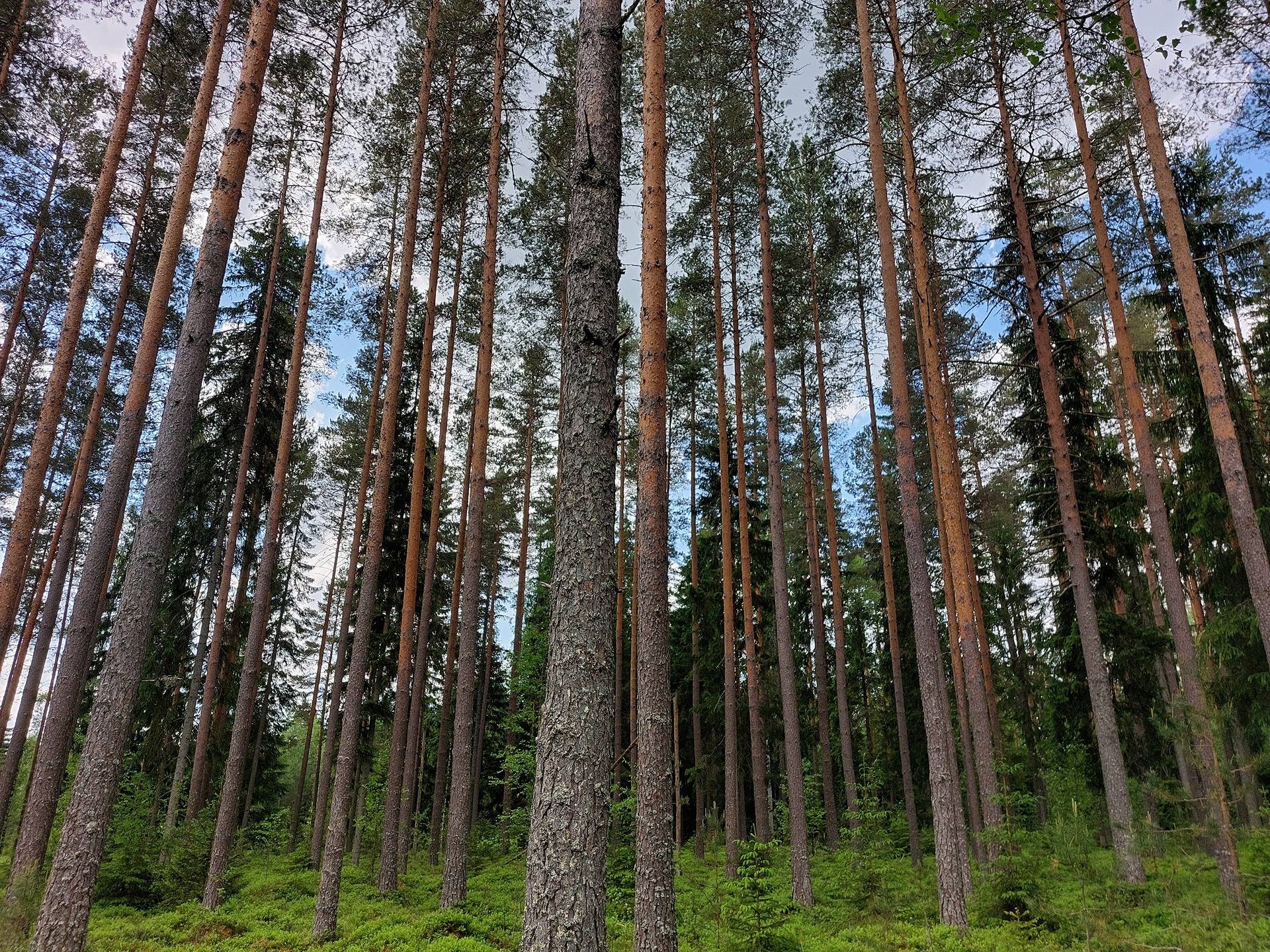 Leppänotko 3:66 1