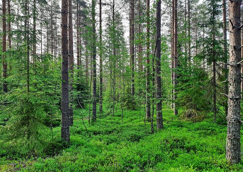 Marjamäki 5:19 (90-432-5-19) ja Rinteelä 5:22 (90-432-5-22) 1