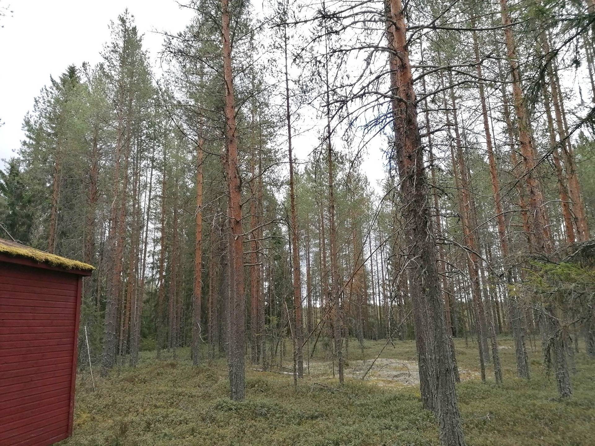 Lisä-Väisänen 425-402-54-49 ja Marjala 859-412-11-35 1