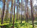 Lappajärvi Lammi JUHONMETSÄ 21:19 metsätila 47,21 ha 1