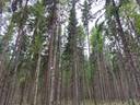 Koivumäki 16:29 1