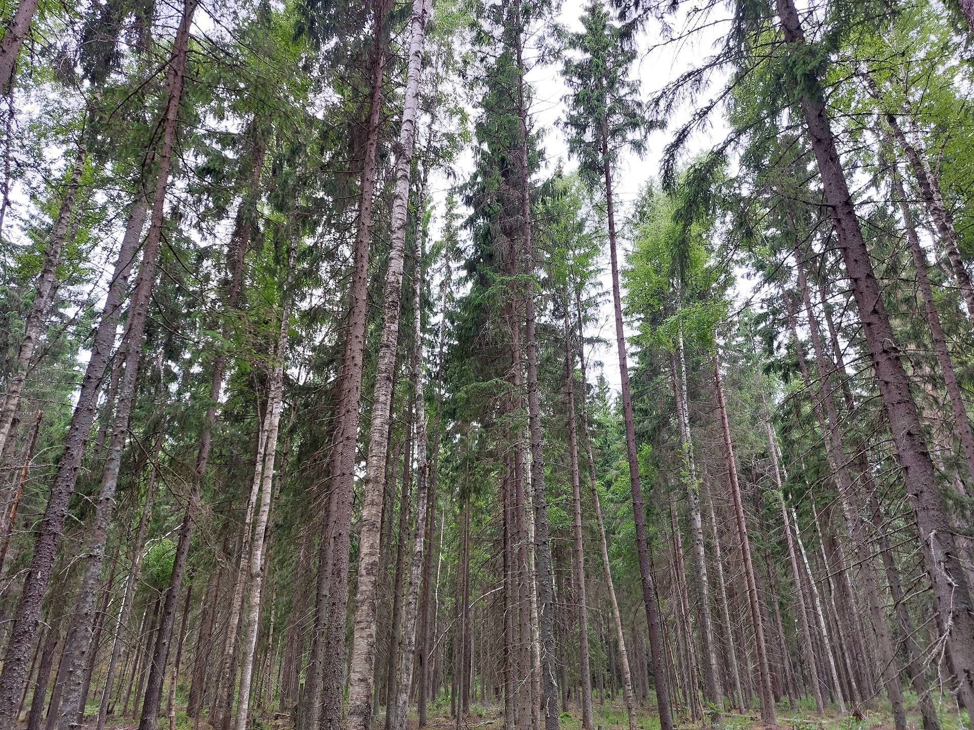 Koivumäki 16:29 1