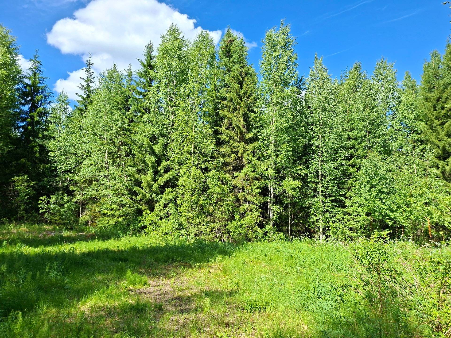 PIIMÄPURO 541-416-12-18, Heinäpuro 1