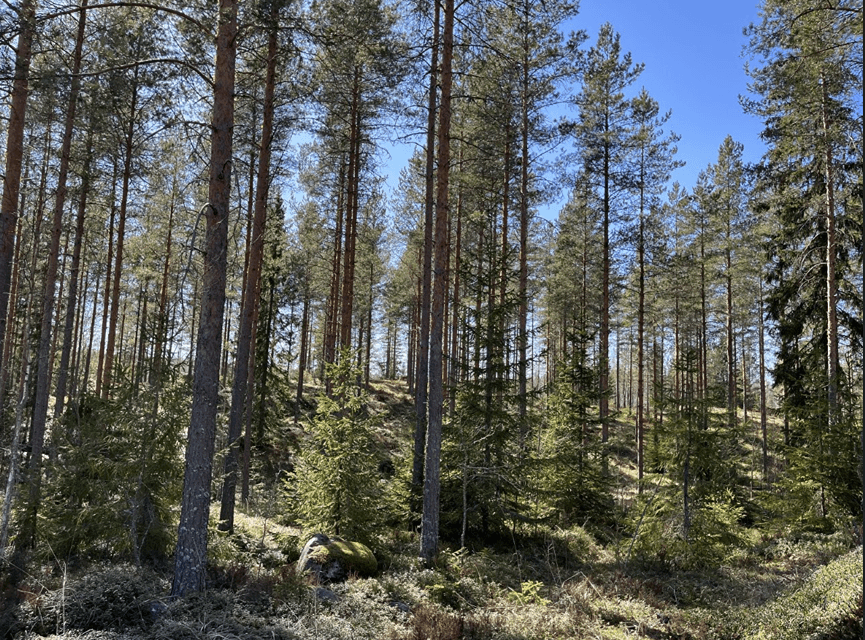 286-447-4-13 Maannenä 1