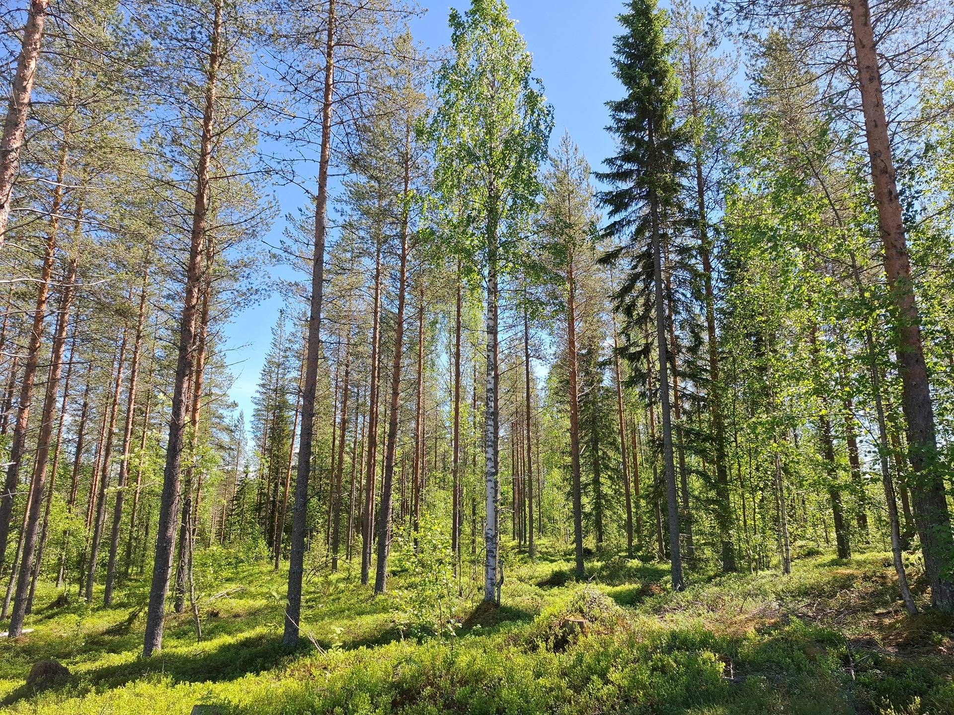 Välikumpu 683-402-33-25 1
