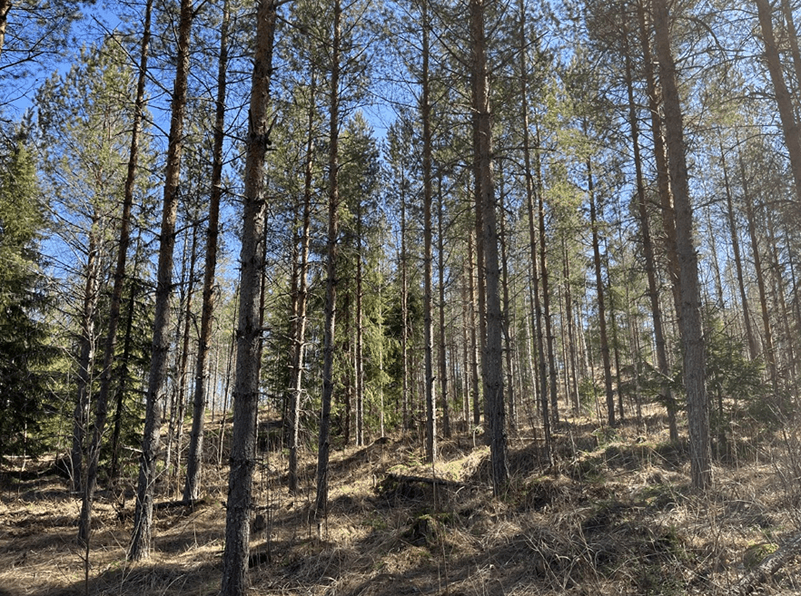 286-447-4-52 Ahola määräala 1
