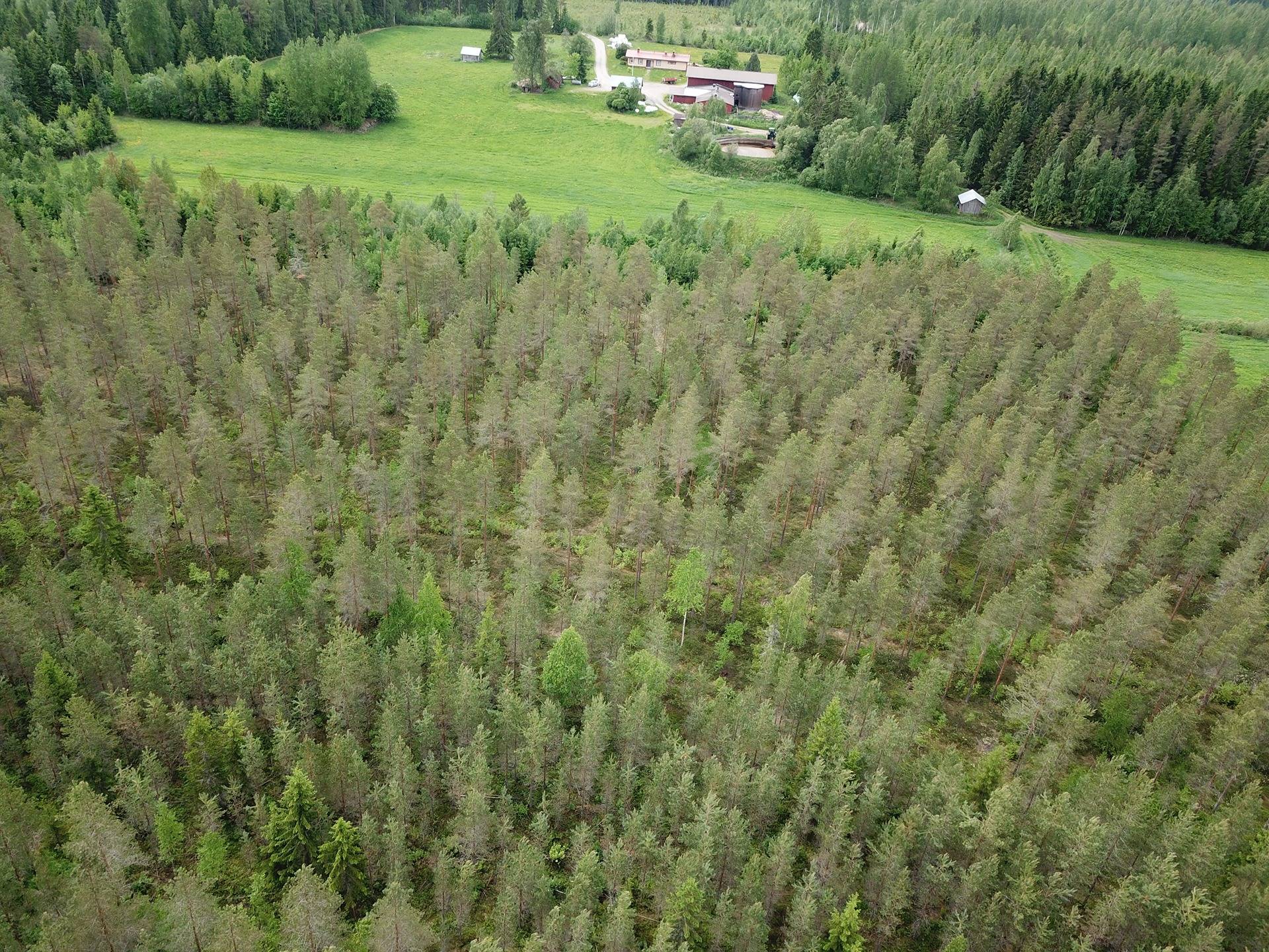 239-401-6-12 Autio, 239-401-6-65 Metsäautio ja 921-406-11-125 Löytökorpi 1