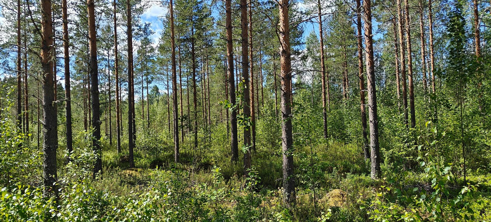 Alavus, Yli-Saarijärvi 10-405-14-101 määräala 1