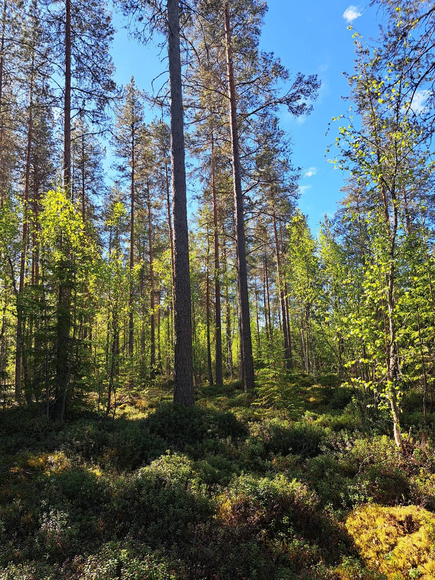 Niemelä 791-411-8-33 1