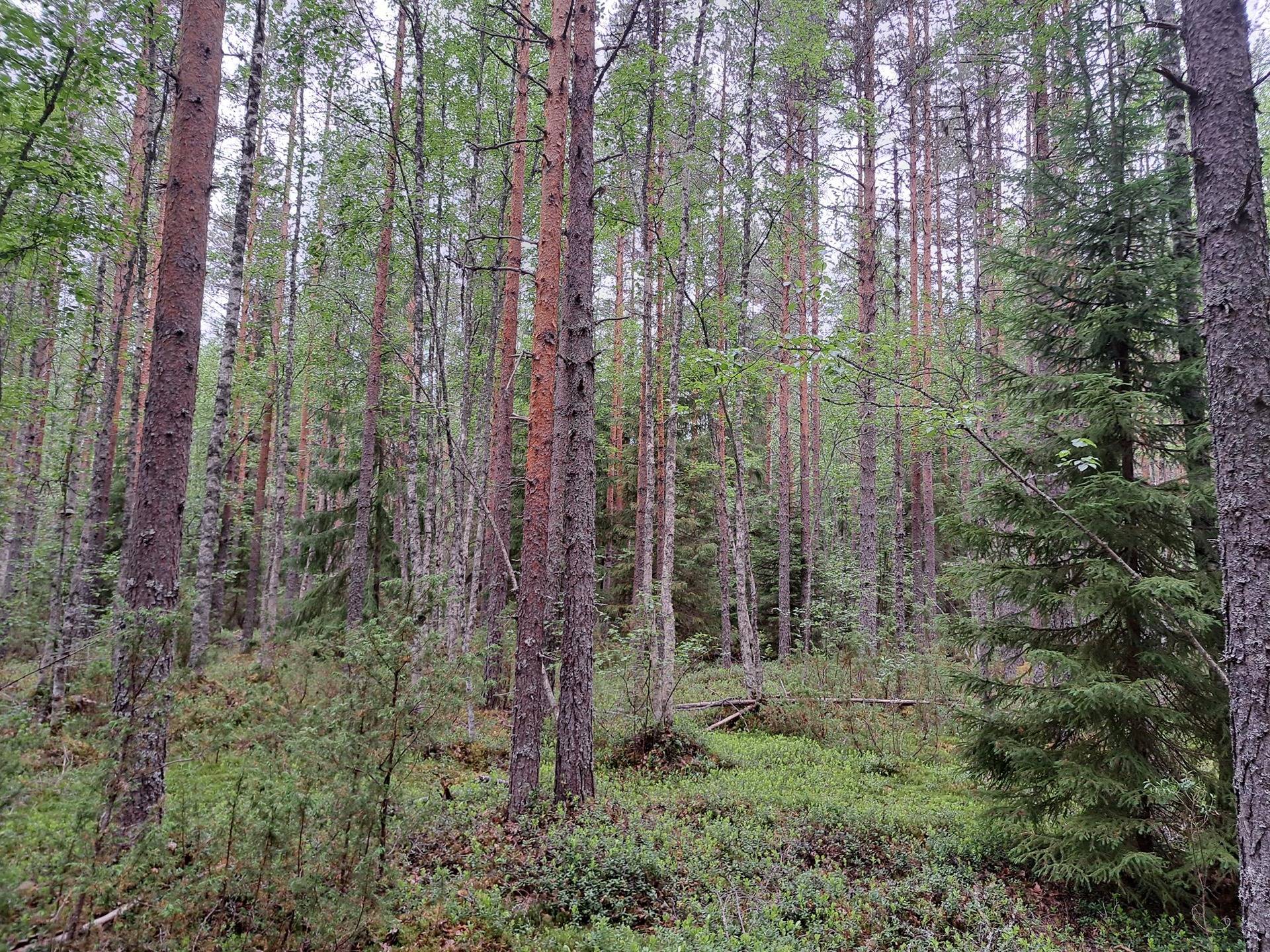 Väliahe 791-411-8-32 1
