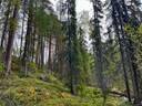 Ollila 732-417-15-3 ja Sallan yhteismetsäosuus 0,098200 1