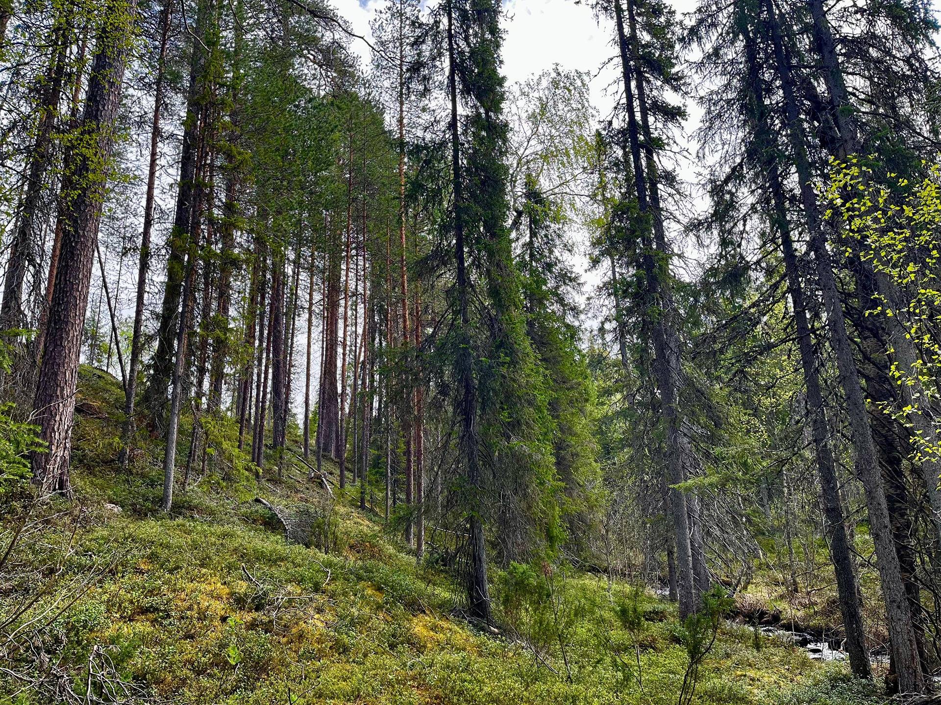 Ollila 732-417-15-3 ja Sallan yhteismetsäosuus 0,098200 1