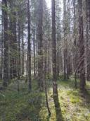 Koskiaho 305-426-2-4 1