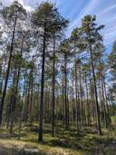 Metsämääräala Myllykallio 205-417-1-88 1