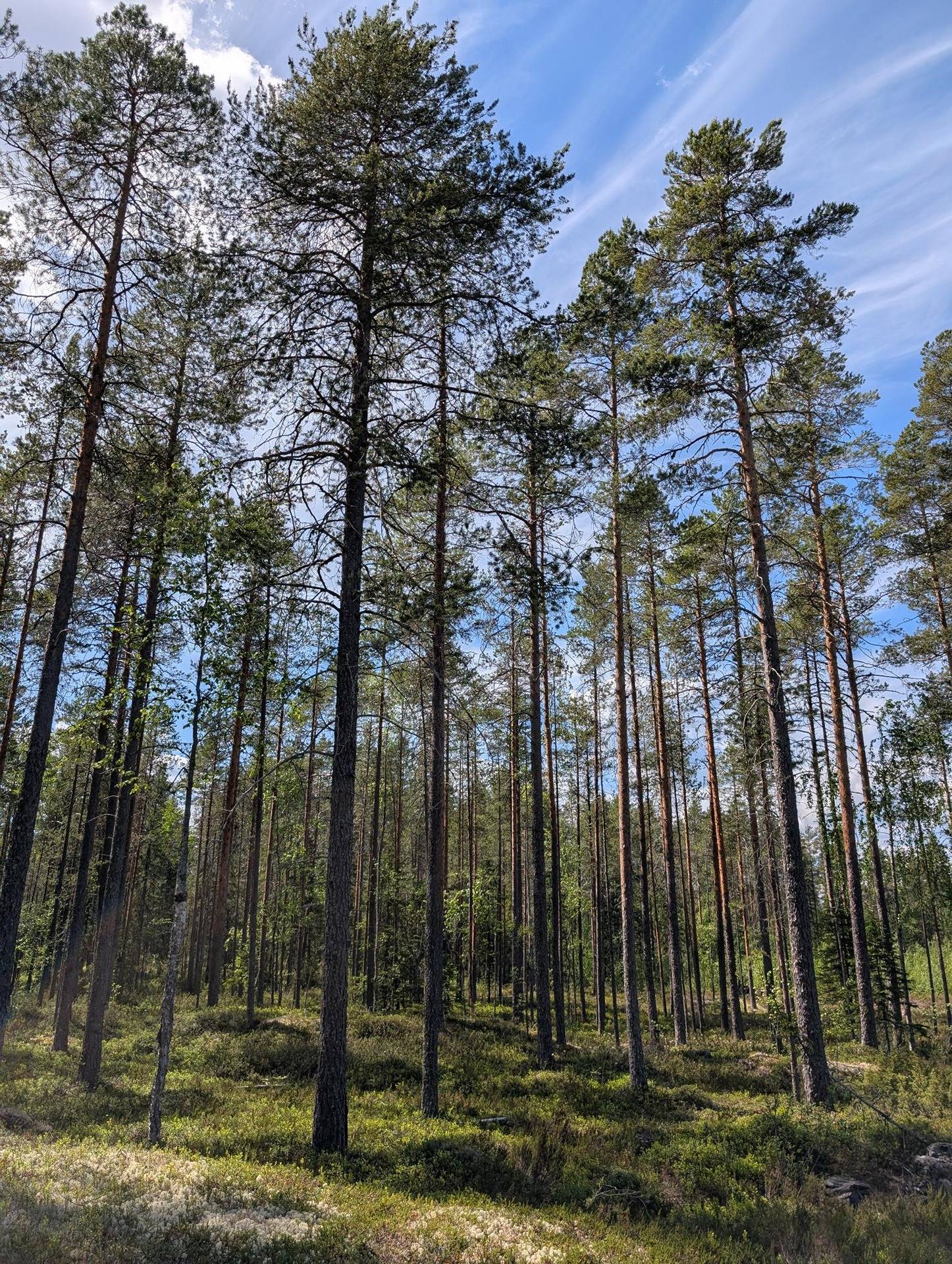 Metsämääräala Myllykallio 205-417-1-88 1
