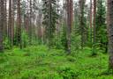 Honkanummi 7:5 (420-403-7-5) ja Lähteenkorva 25:283 (420-416-25-283) 1