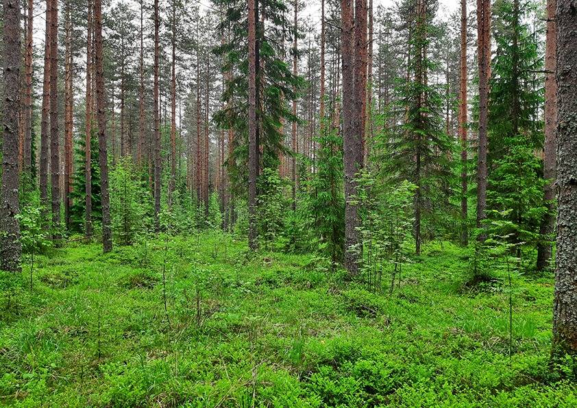 Honkanummi 7:5 (420-403-7-5) ja Lähteenkorva 25:283 (420-416-25-283) 1