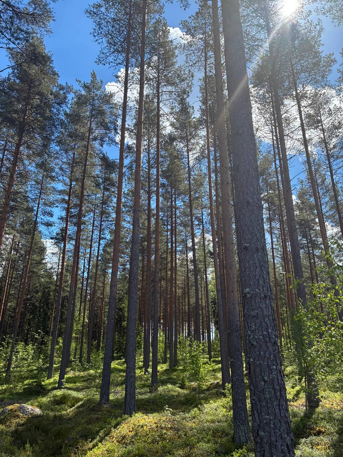 Cover photo for the object Mäntyharju, Kuusela 507-416-1-131, 15,684 ha
