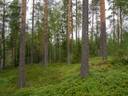 Metsäranta 491-508-10-21, määräala 1