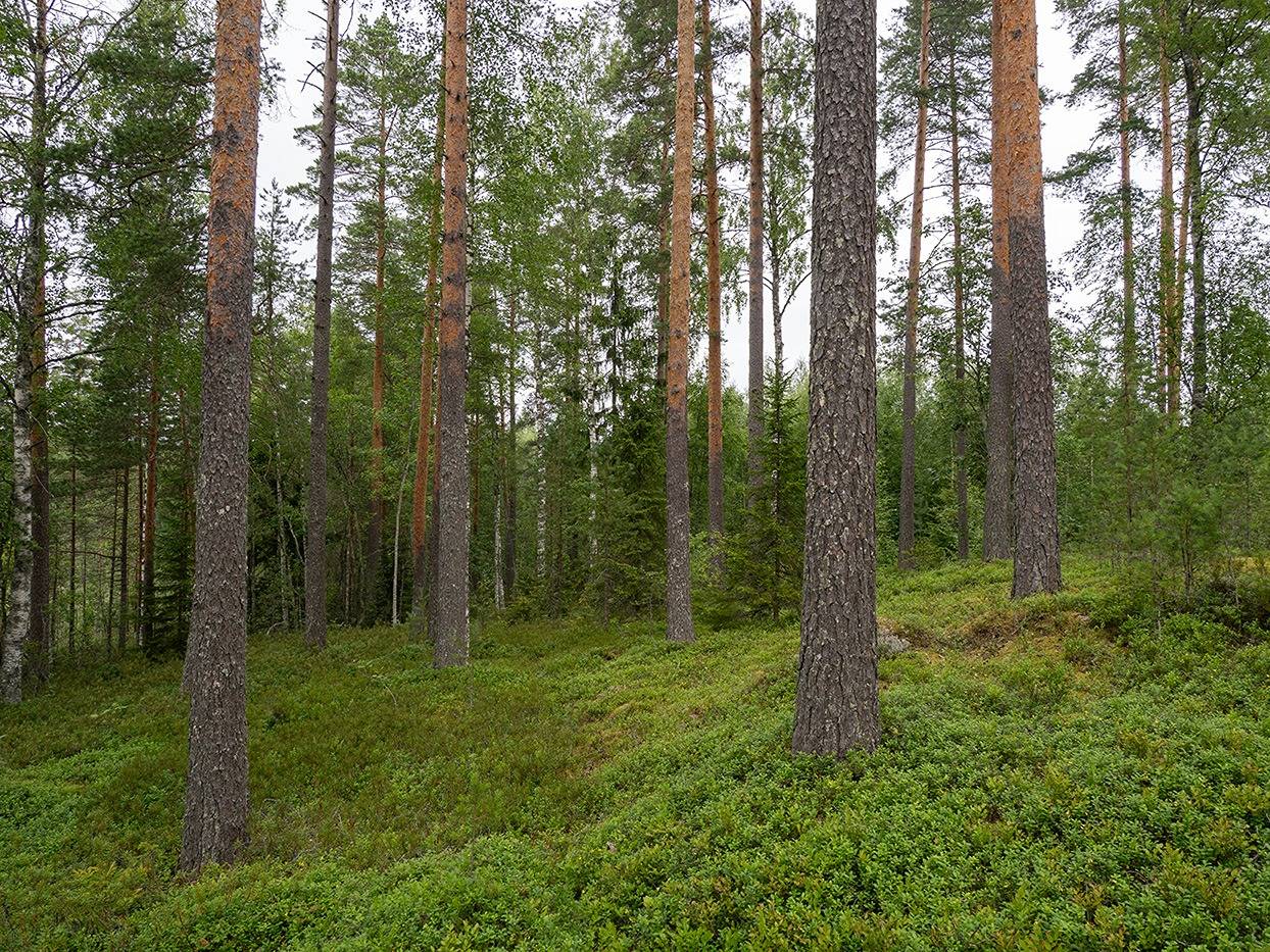 Metsäranta 491-508-10-21, määräala 1