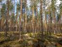 Mäntylahti 507-424-32-29, määräala 1