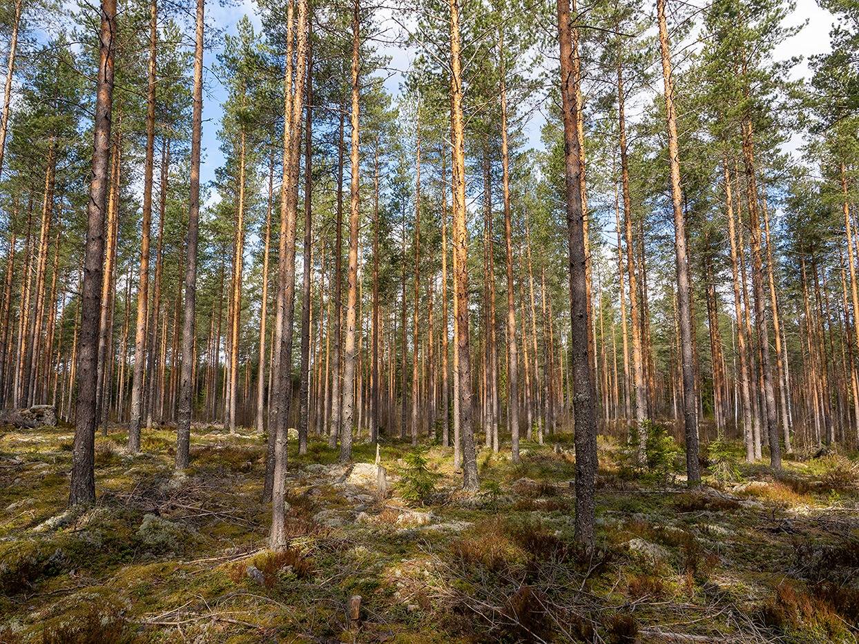 Mäntylahti 507-424-32-29, määräala 1