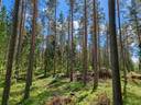 Metsätila Ali-Simola I 2:124 Salo, Kiikala 1