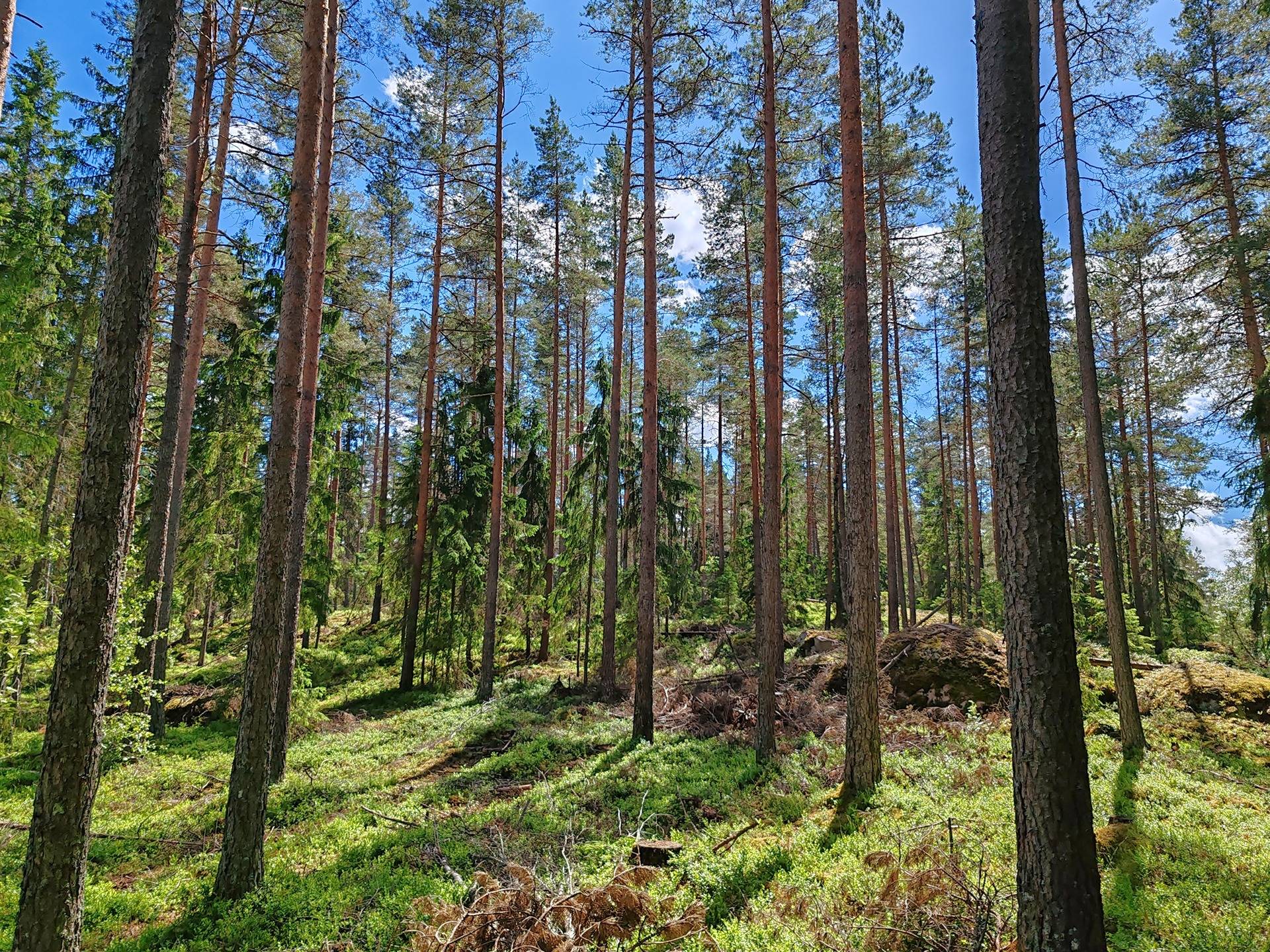 Metsätila Ali-Simola I 2:124 Salo, Kiikala 1