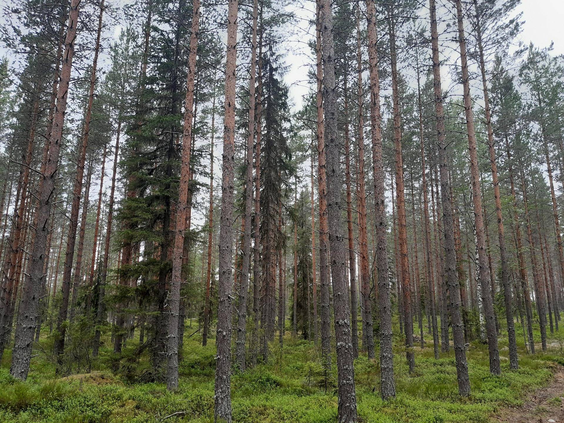 Riuttaniemi 729-407-28-72 määräala 1