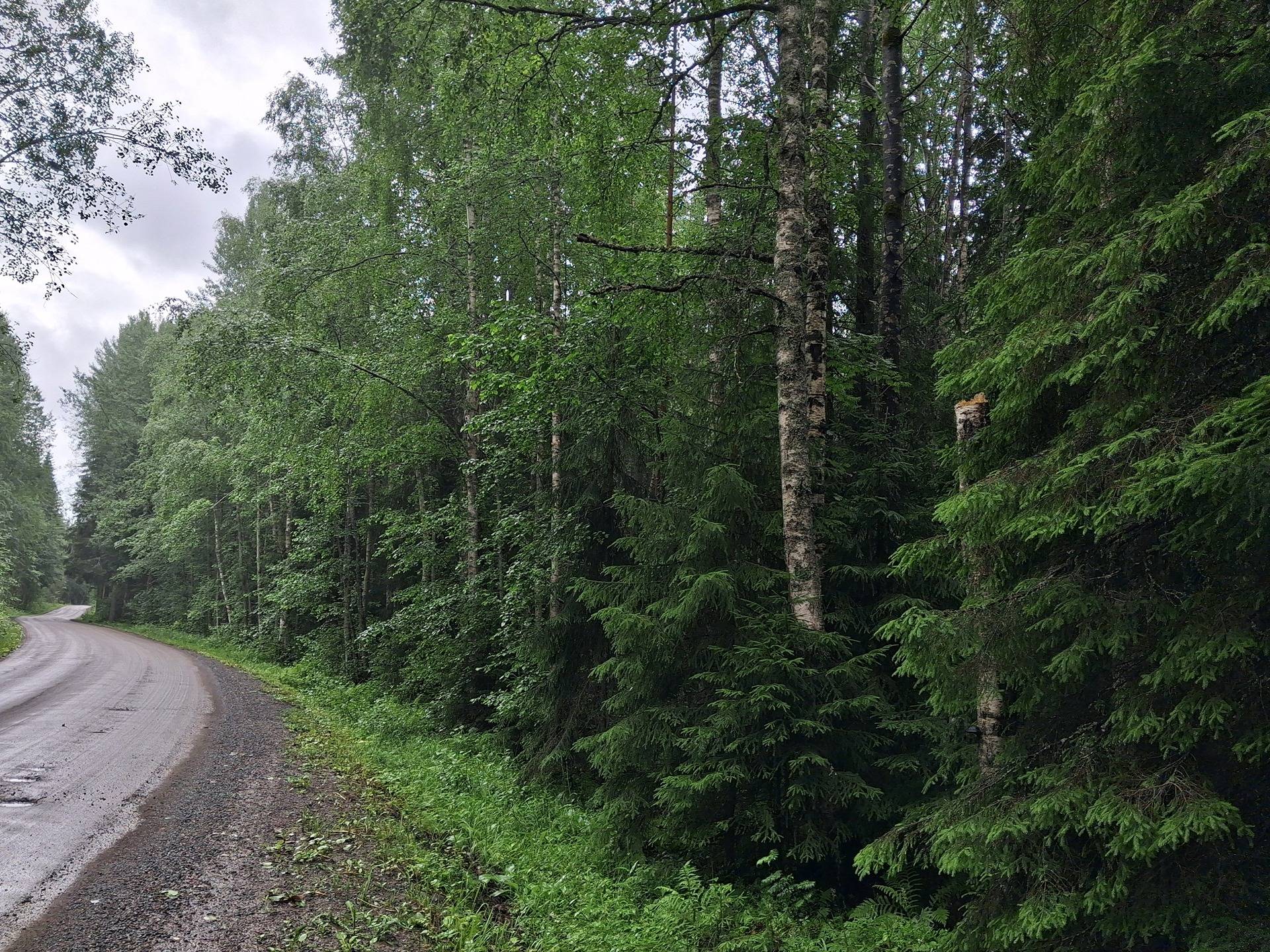 Metsätilat Iso-Säli 1:18 ja Kirsilänkoski 6:19 1