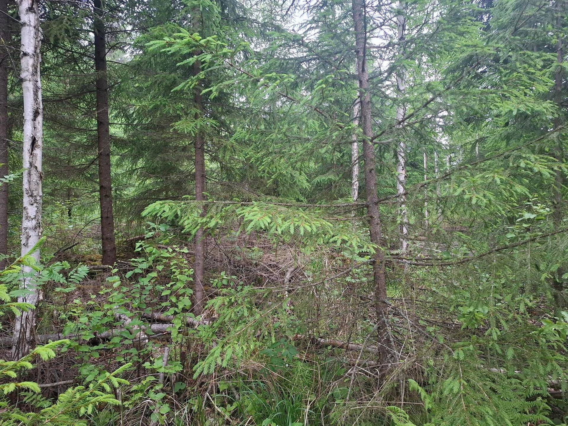 KOIVUPELTO 426-407-3-85, Ristinpohja 1