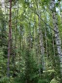 PÄLKÄNE-HIRVIMAA 1