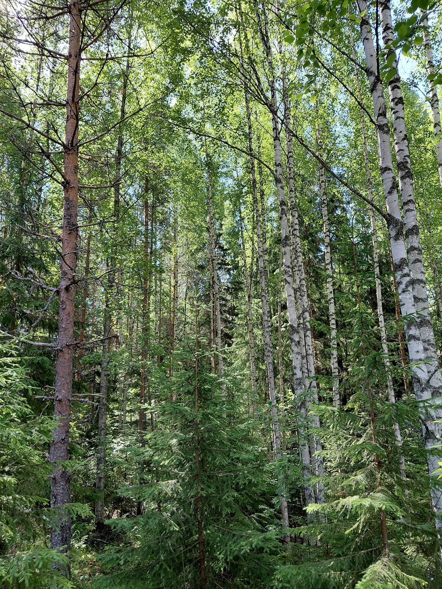 PÄLKÄNE-HIRVIMAA 1