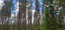 176-416-160-3, TERVAHARJU, Vuokko 1