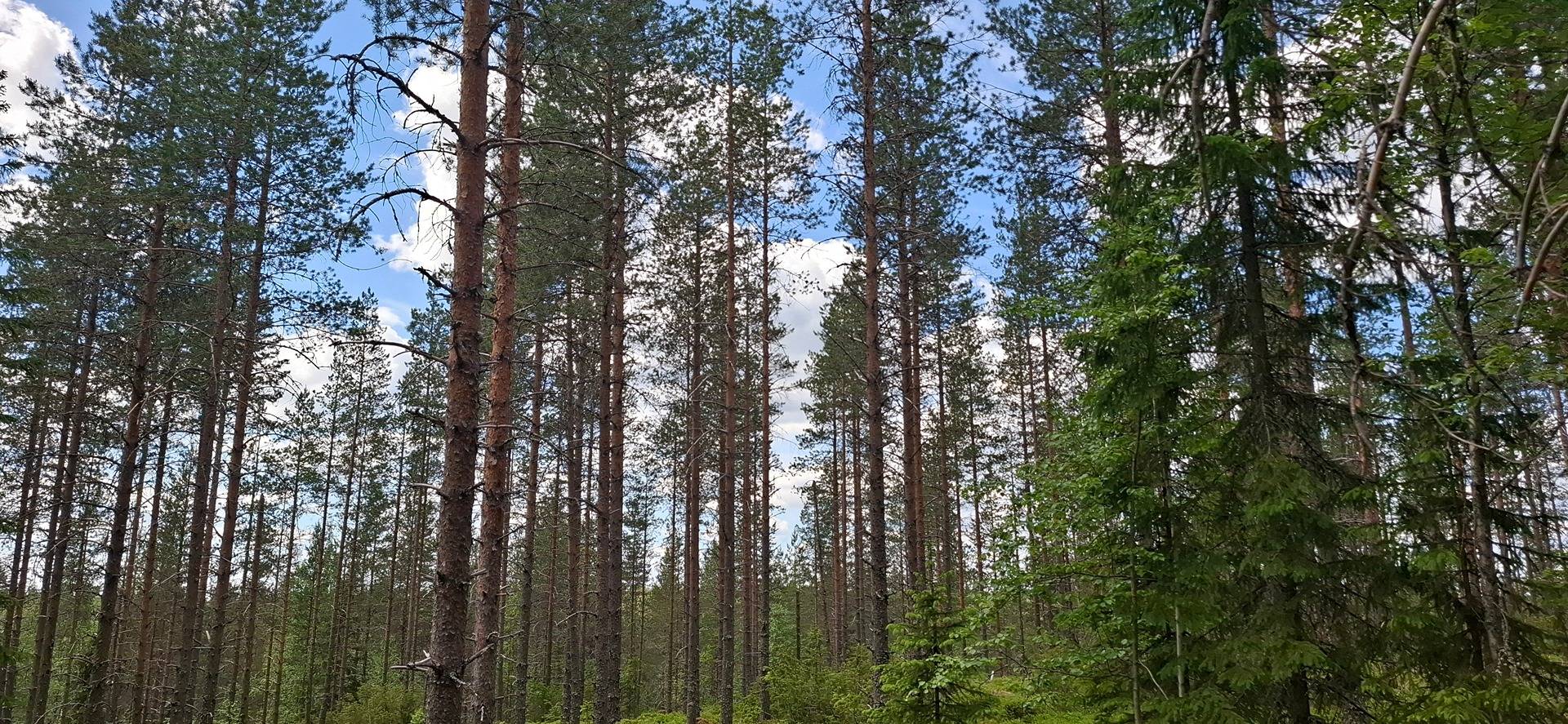 176-416-160-3, TERVAHARJU, Vuokko 1