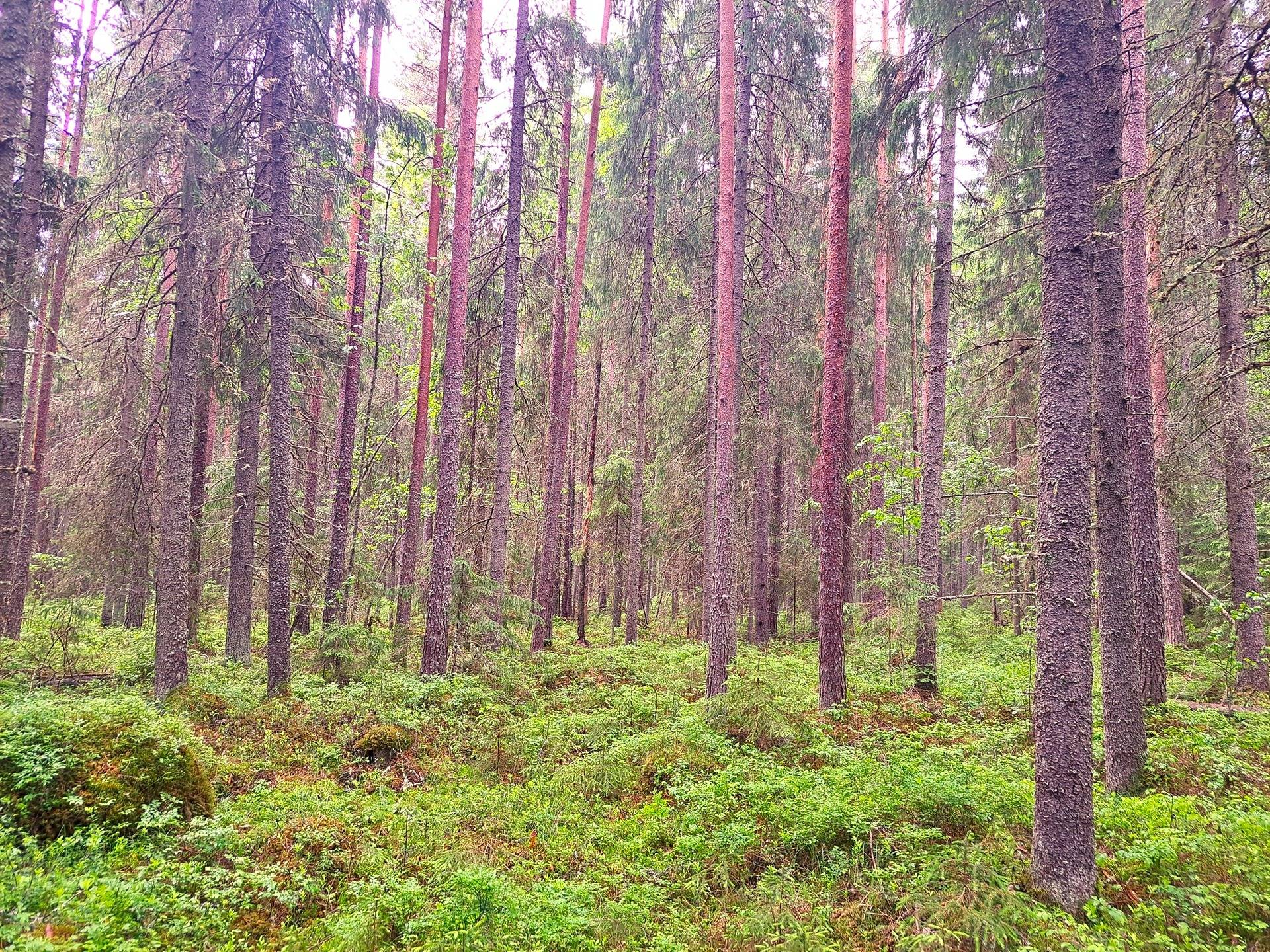 Ylihärmä Kurjenkylä ERÄMAA 4:81 määräala noin 4,3 ha 1