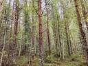PIENI-PALOVAARA 146-420-7-14 määräala, Hattuvaara 1