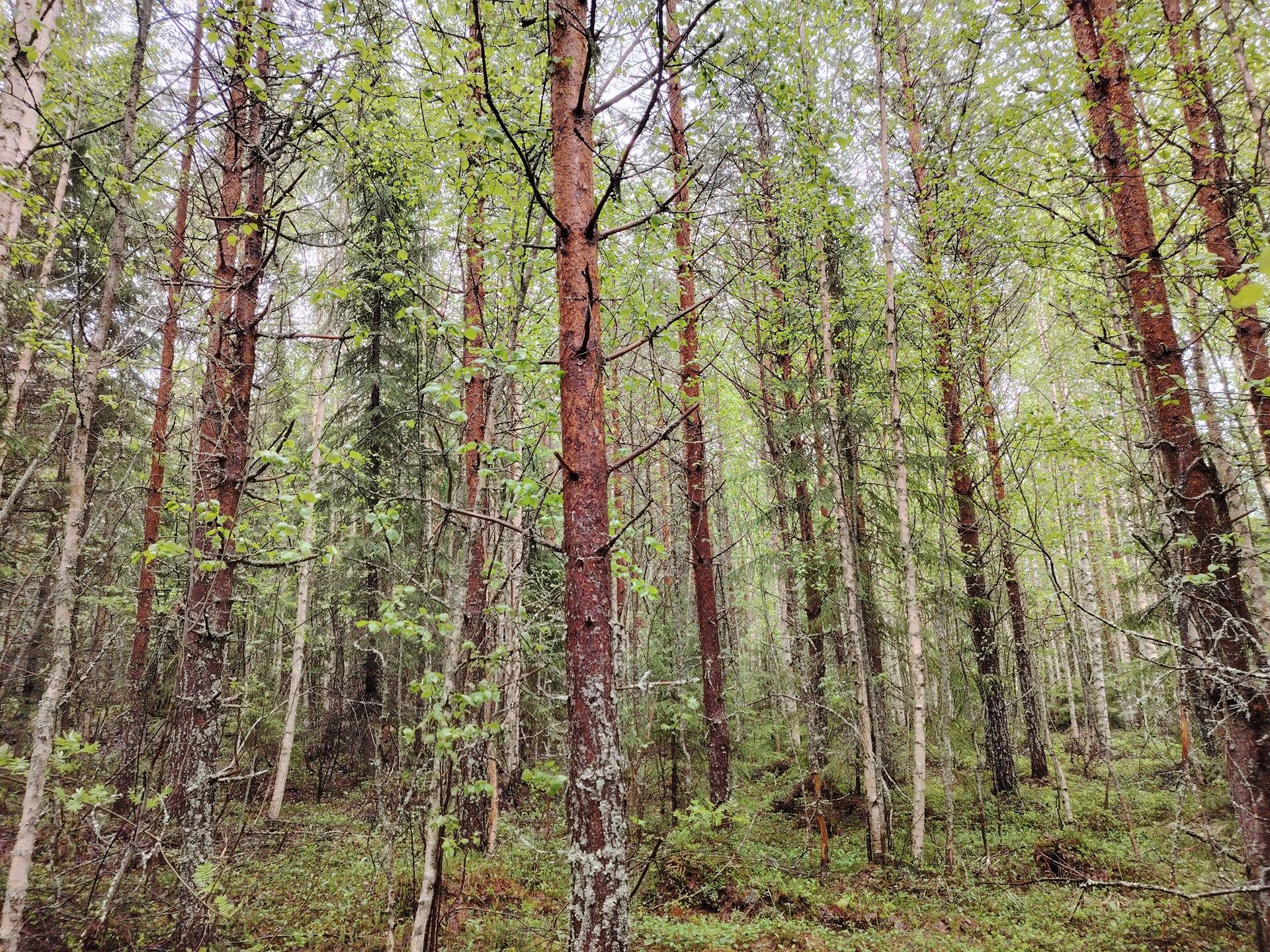 PIENI-PALOVAARA 146-420-7-14 määräala, Hattuvaara 1