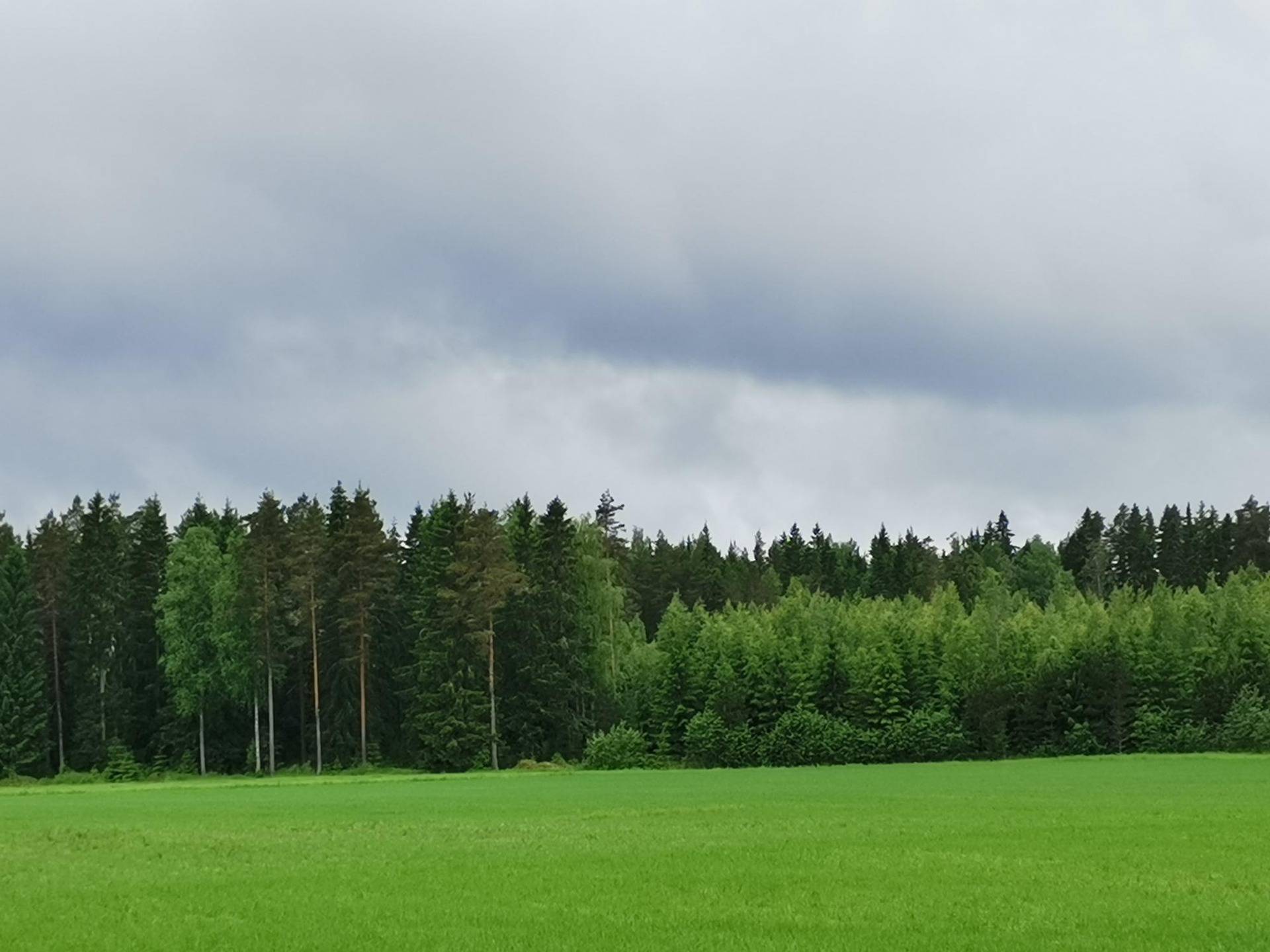 Metsätila: 11,57 ha; Joutsela I; 636-449-9-0, Pöytyä, Linnanmäentie. 1