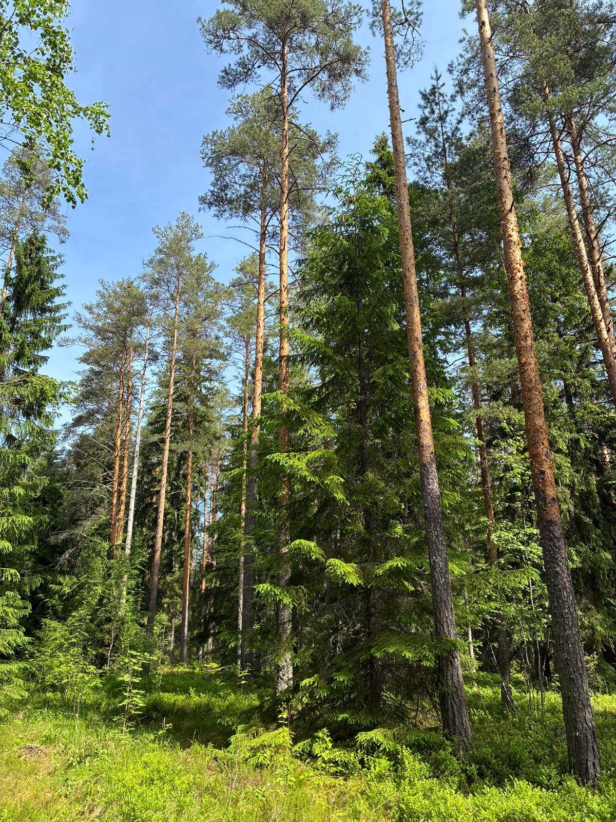 Cover photo for the object Mäntyharju, Vesala 507-424-6-82, 111,28 ha