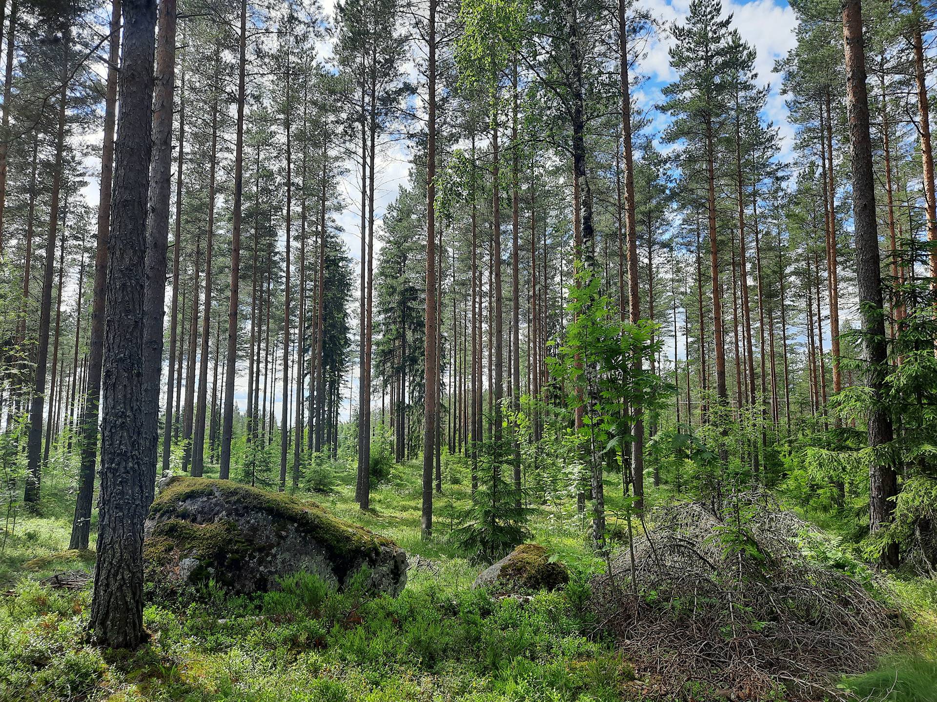 Rintelä 1:76 ja Karjula 1:159 1