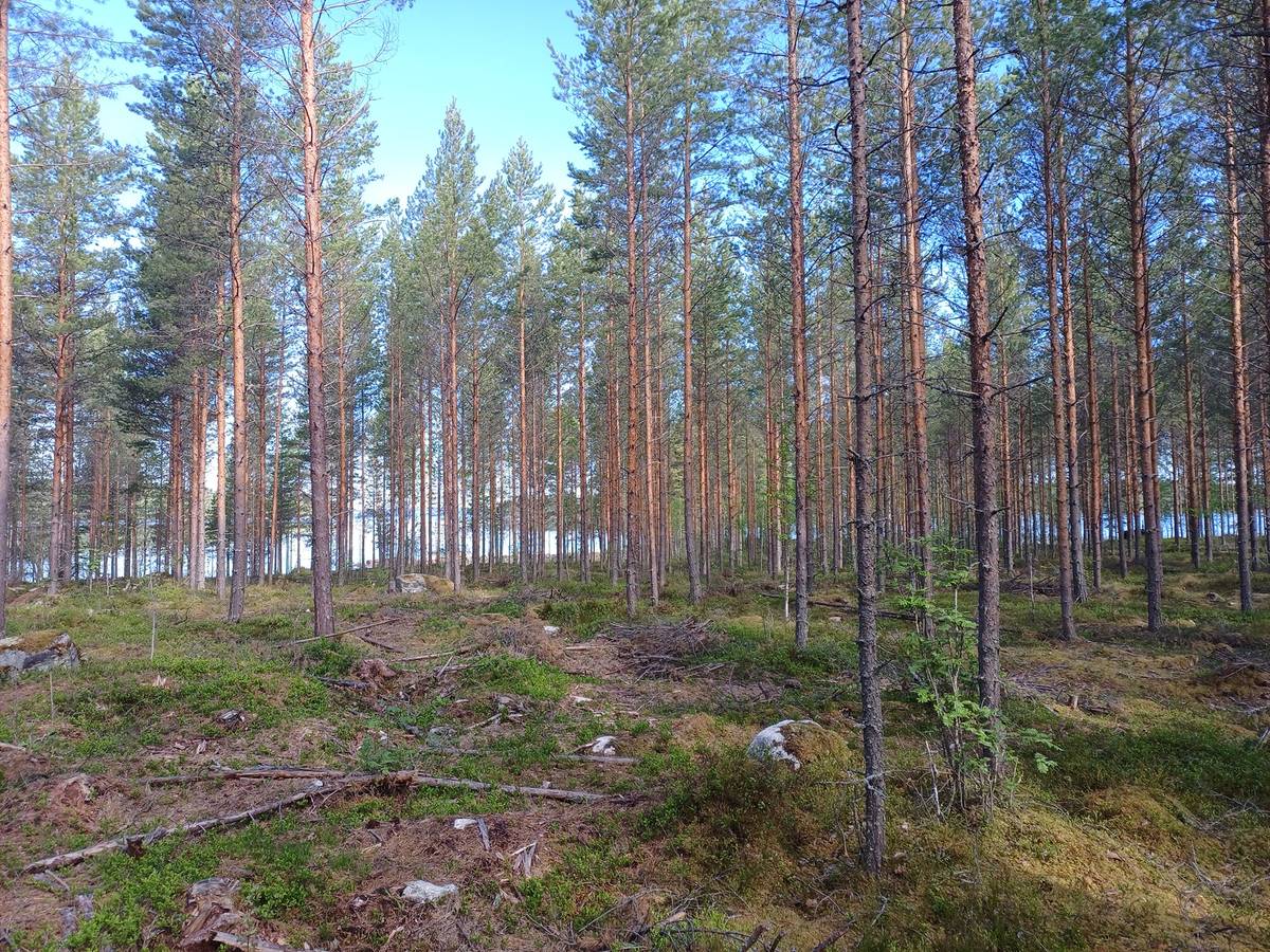 Cover photo for the object Listonniemi, Antinniemi 992-460-6-125