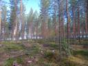 Listonniemi, Antinniemi 992-460-6-125 1
