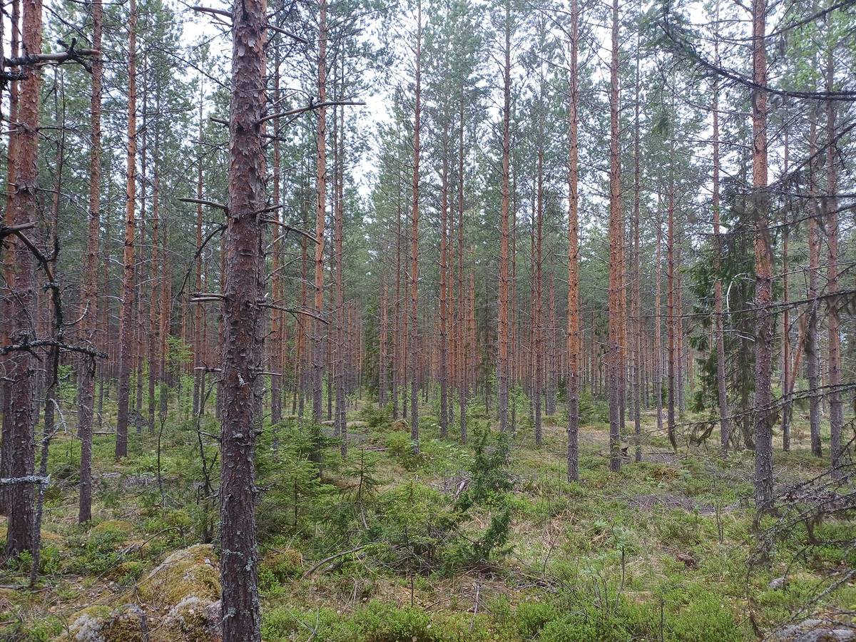 Cover photo for the object Konginkangas, Metsätiensuu 992-460-4-350