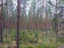 Konginkangas, Metsätiensuu 992-460-4-350 1
